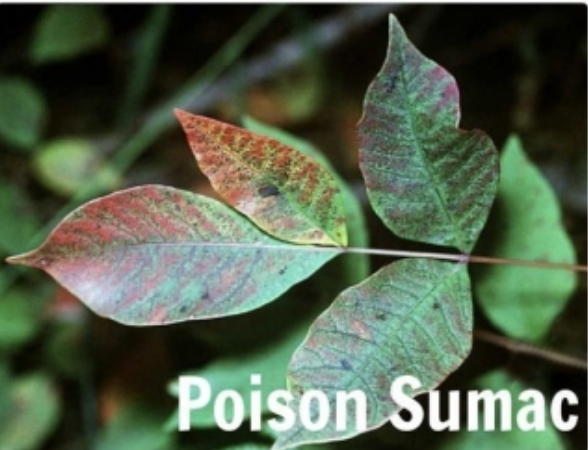 picture of a plant and in the corner it says poison sumac