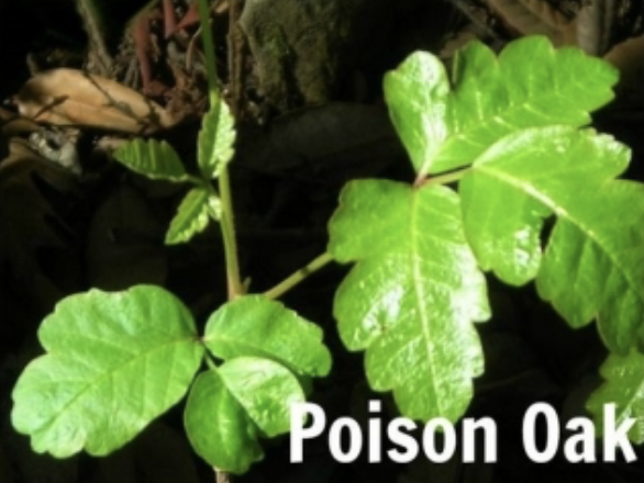 Picture of a plant and in the corner it says poison oak