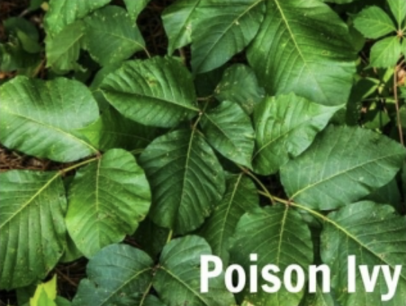 Picture of a plant and in the corner it says poison ivy