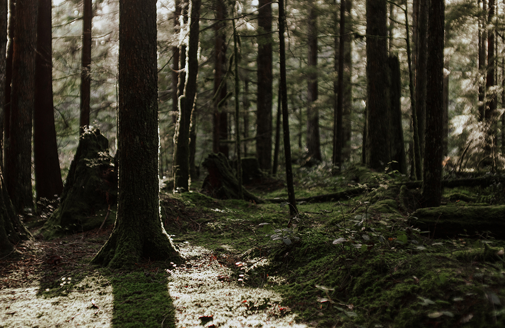 Picture of nature. Trees, grass, and moss are shown.