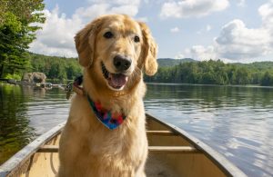 A dog riding in a canoe on the lake.