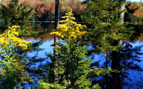 Trees turning in the beginning of fall with the lake in the background reflecting the trees