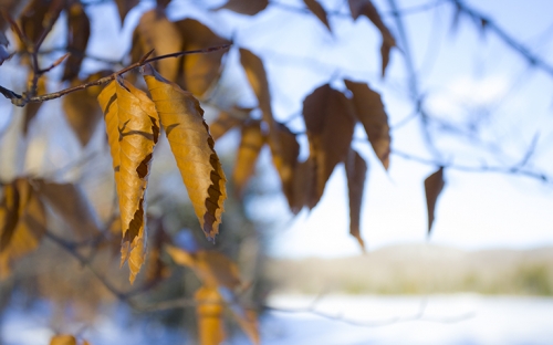 Fall leaves hanging on a tree with the lake in the background