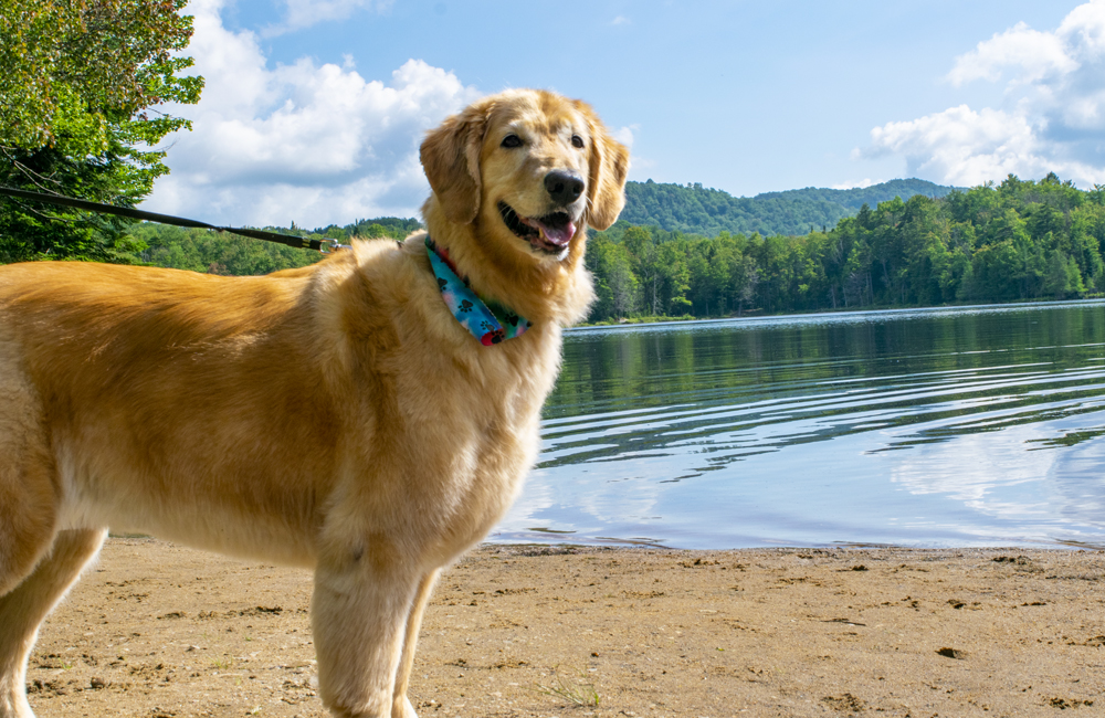 A dog standing near the lake.