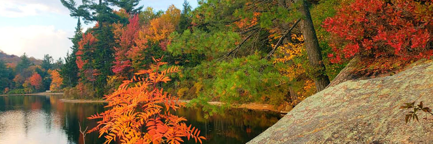 Trees with colored leaves, near lake