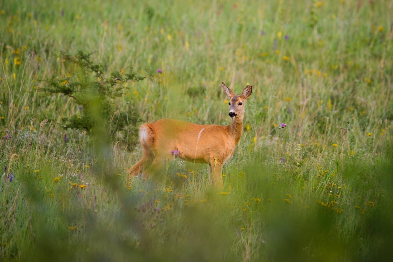 Wildlife Watching in Old Forge: A Spring Guide to Local Flora and Fauna